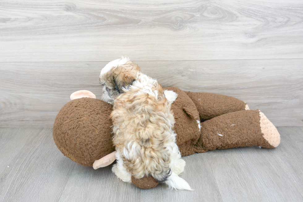 Funny Teddy Bear Designer Pup