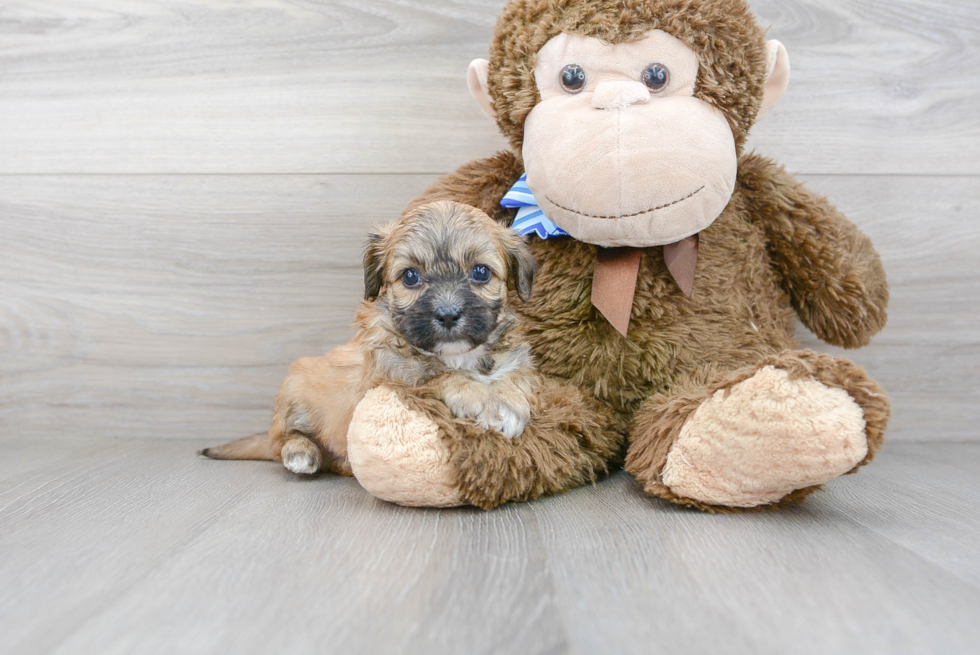 Teddy Bear Puppy for Adoption