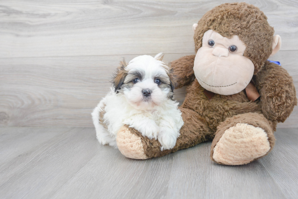 Teddy Bear Pup Being Cute