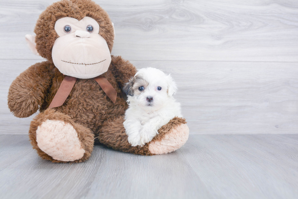 Teddy Bear Pup Being Cute