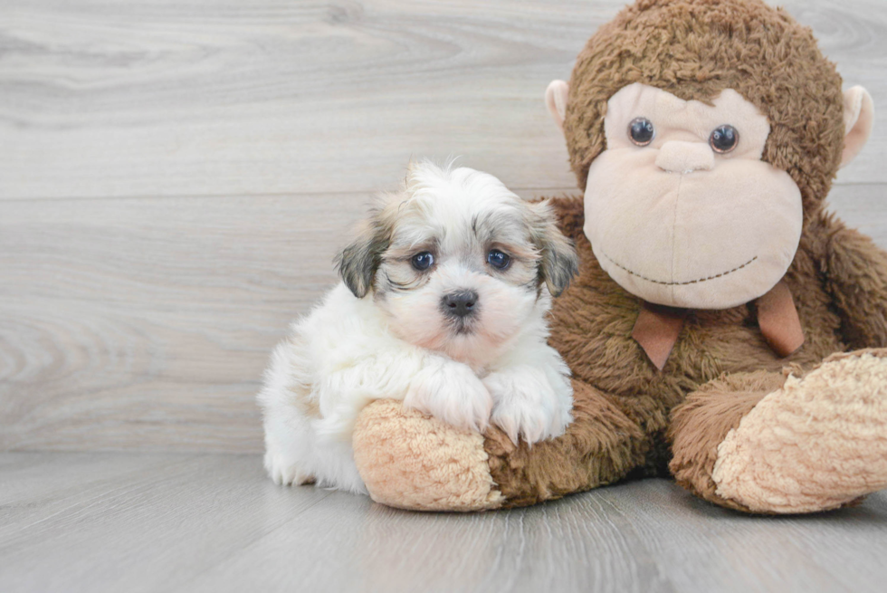 Popular Teddy Bear Designer Pup