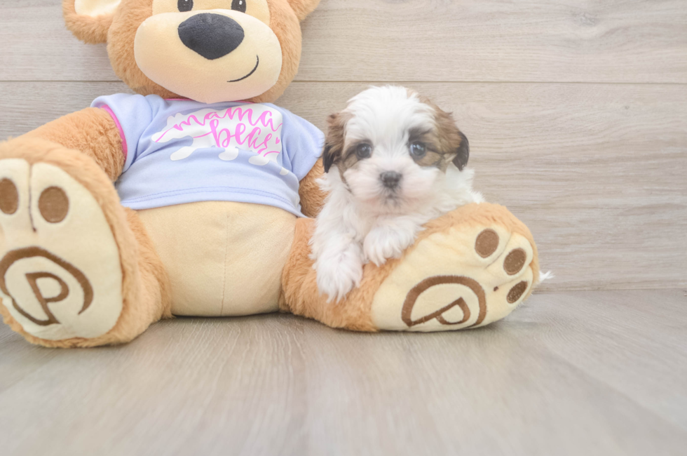 5 week old Teddy Bear Puppy For Sale - Premier Pups