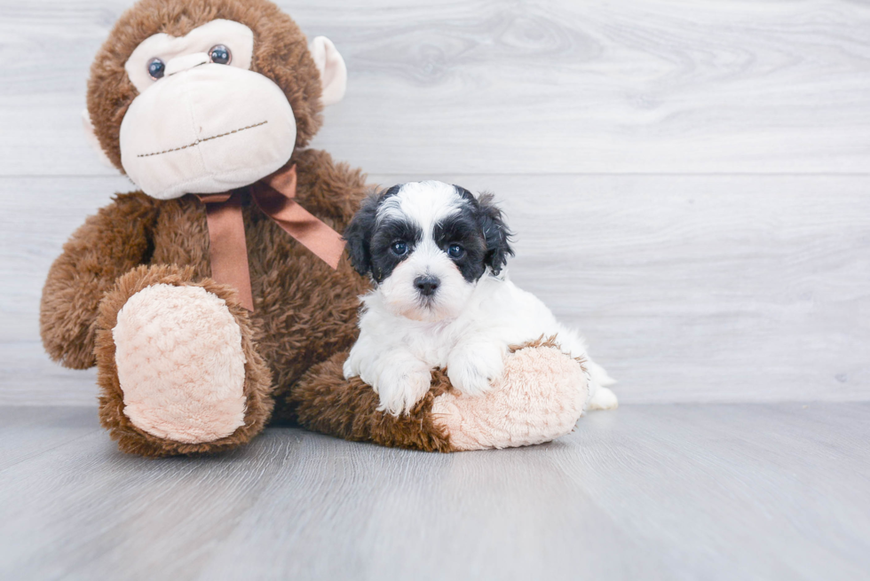 Teddy Bear Pup Being Cute