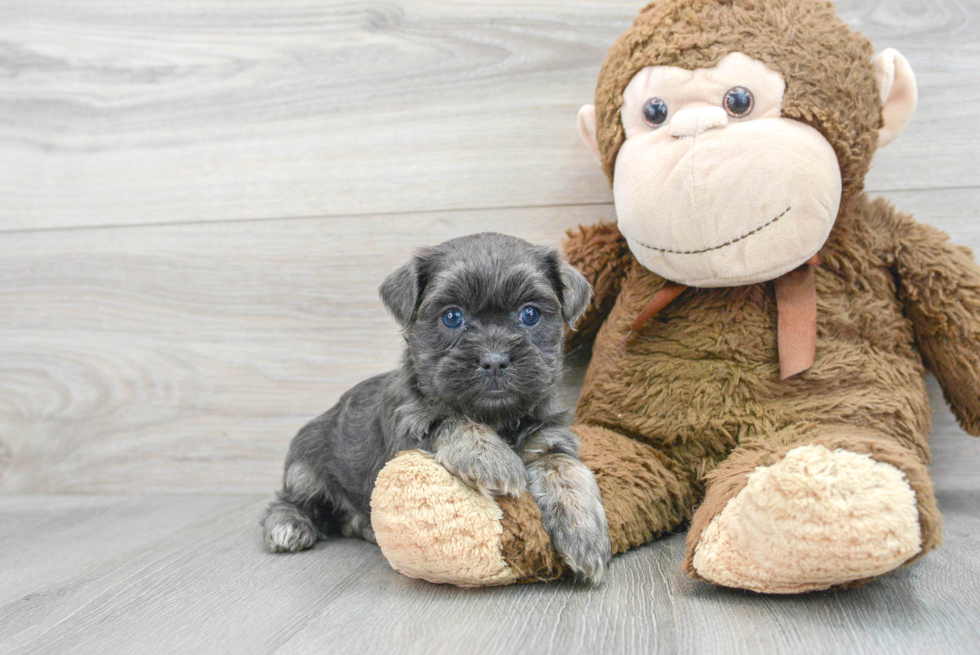 Fluffy Teddy Bear Designer Pup