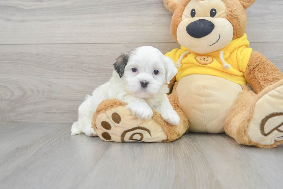 Teddy Bear Puppy for Adoption