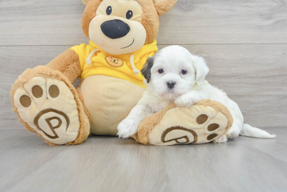 Popular Teddy Bear Designer Pup