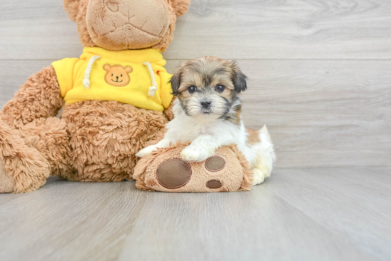 Funny Teddy Bear Designer Pup