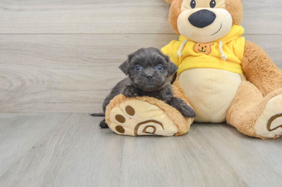 6 week old Teddy Bear Puppy For Sale - Premier Pups