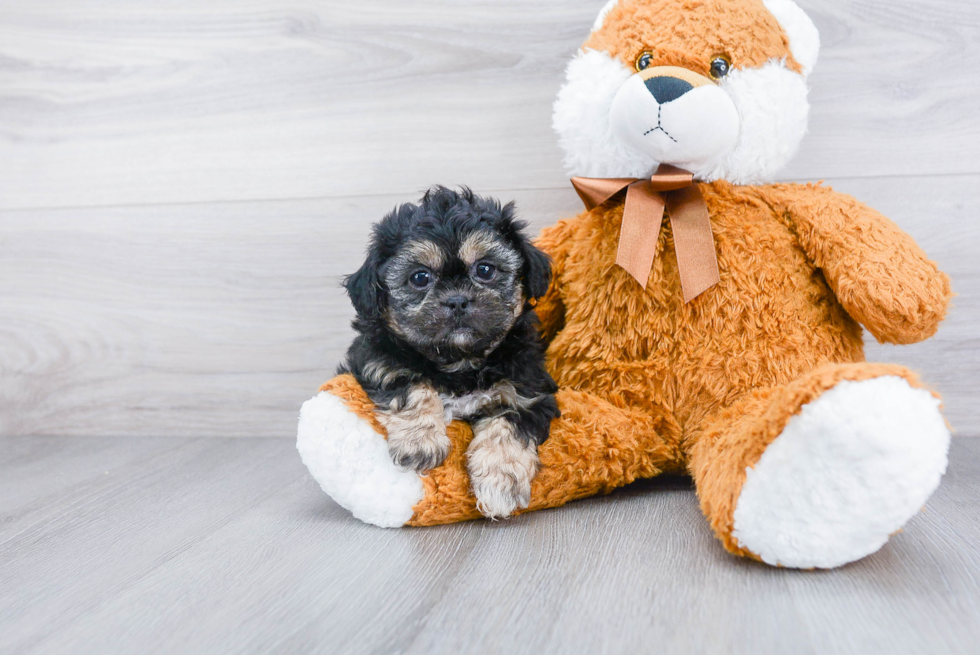 Teddy Bear Puppy for Adoption