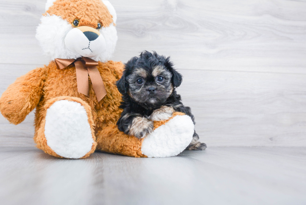 Teddy Bear Puppy for Adoption