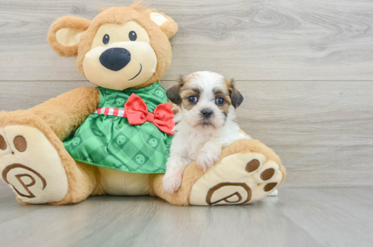 Teddy Bear Puppy for Adoption