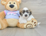 8 week old Teddy Bear Puppy For Sale - Premier Pups