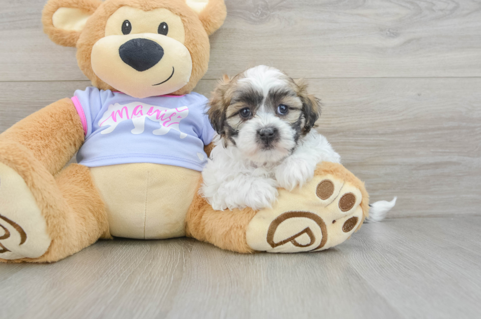 7 week old Teddy Bear Puppy For Sale - Premier Pups