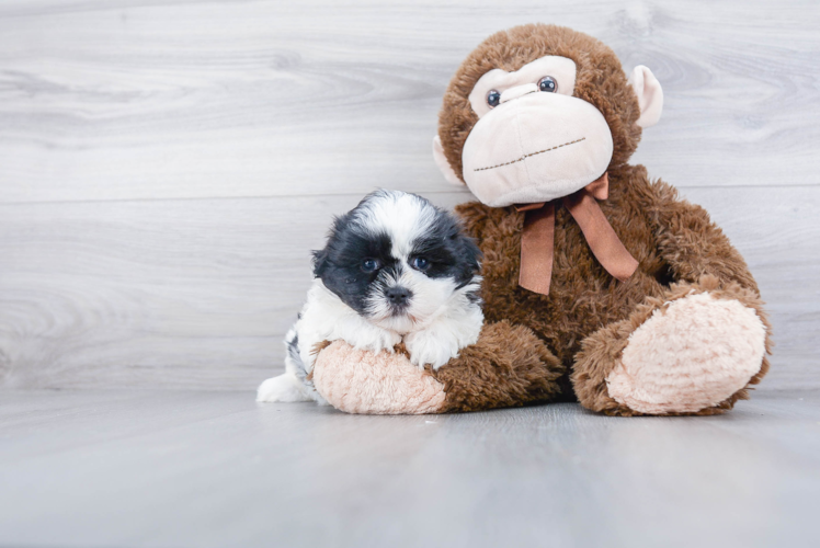 Teddy Bear Pup Being Cute