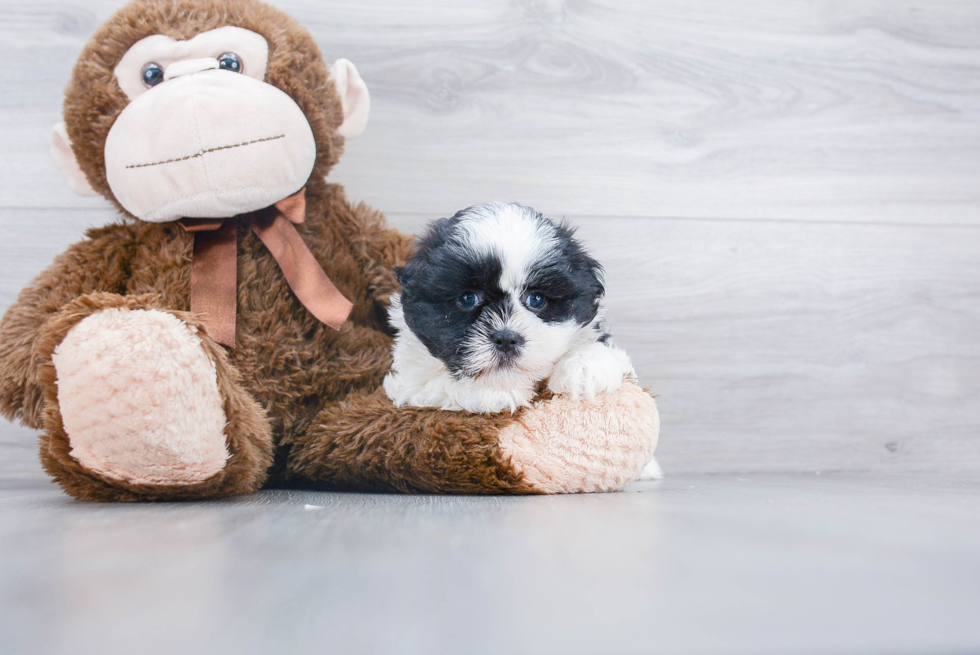 Teddy Bear Pup Being Cute