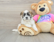 6 week old Teddy Bear Puppy For Sale - Premier Pups
