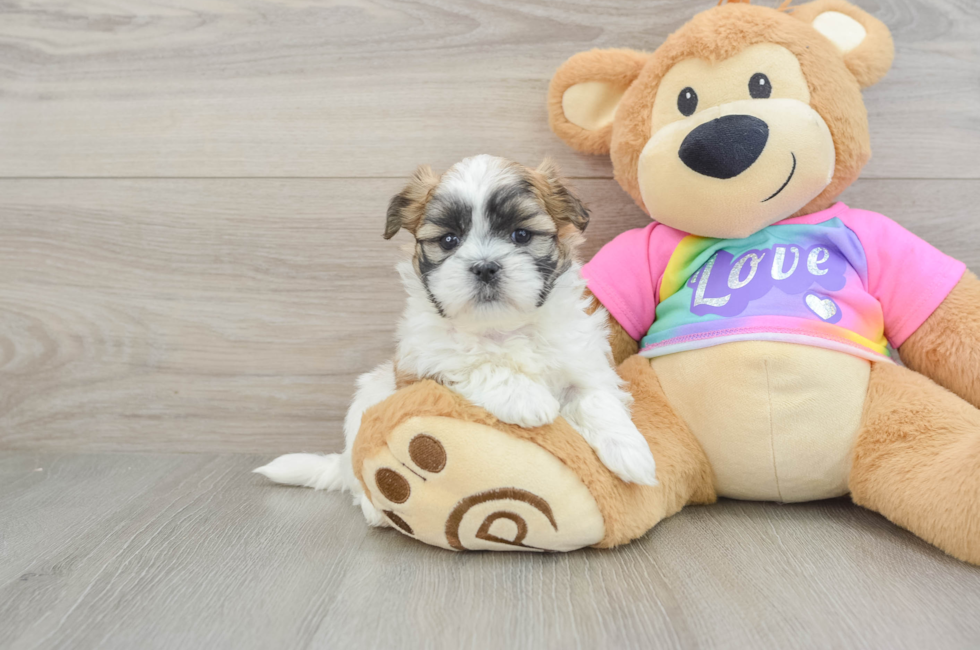 6 week old Teddy Bear Puppy For Sale - Premier Pups