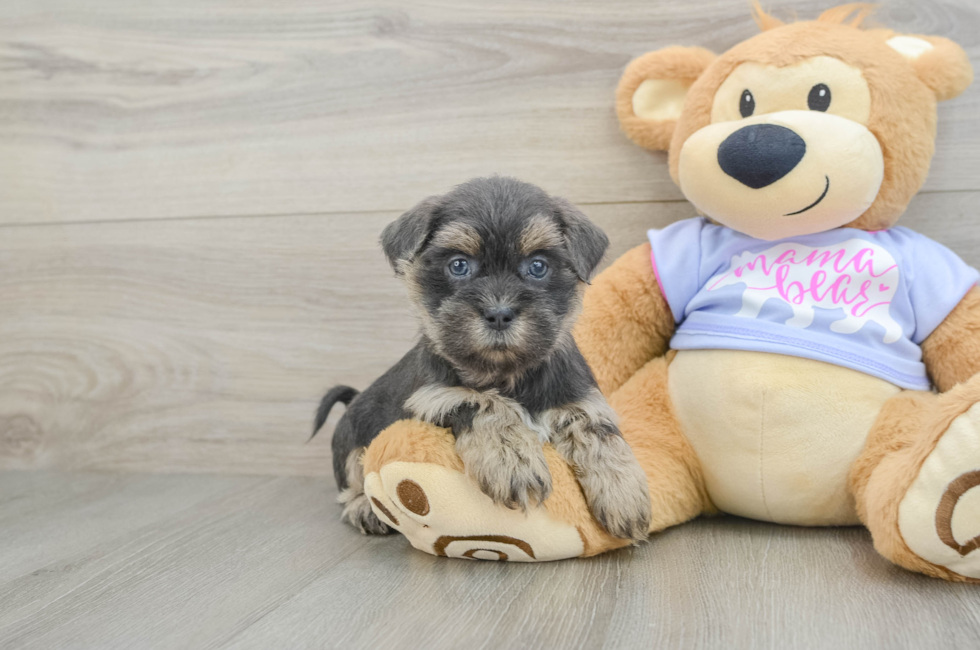 6 week old Teddy Bear Puppy For Sale - Premier Pups