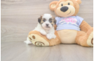 Happy Teddy Bear Baby