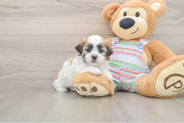 Energetic Shichon Designer Puppy