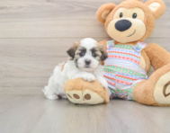 5 week old Teddy Bear Puppy For Sale - Premier Pups