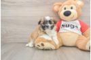 Teddy Bear Pup Being Cute