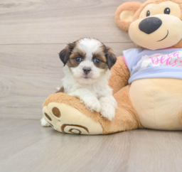 5 week old Teddy Bear Puppy For Sale - Premier Pups