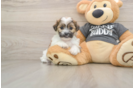 Hypoallergenic Shichon Designer Puppy