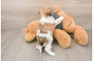 Little Shi Chon Designer Puppy