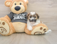 7 week old Teddy Bear Puppy For Sale - Premier Pups