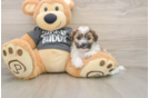 Adorable Shichon Designer Puppy