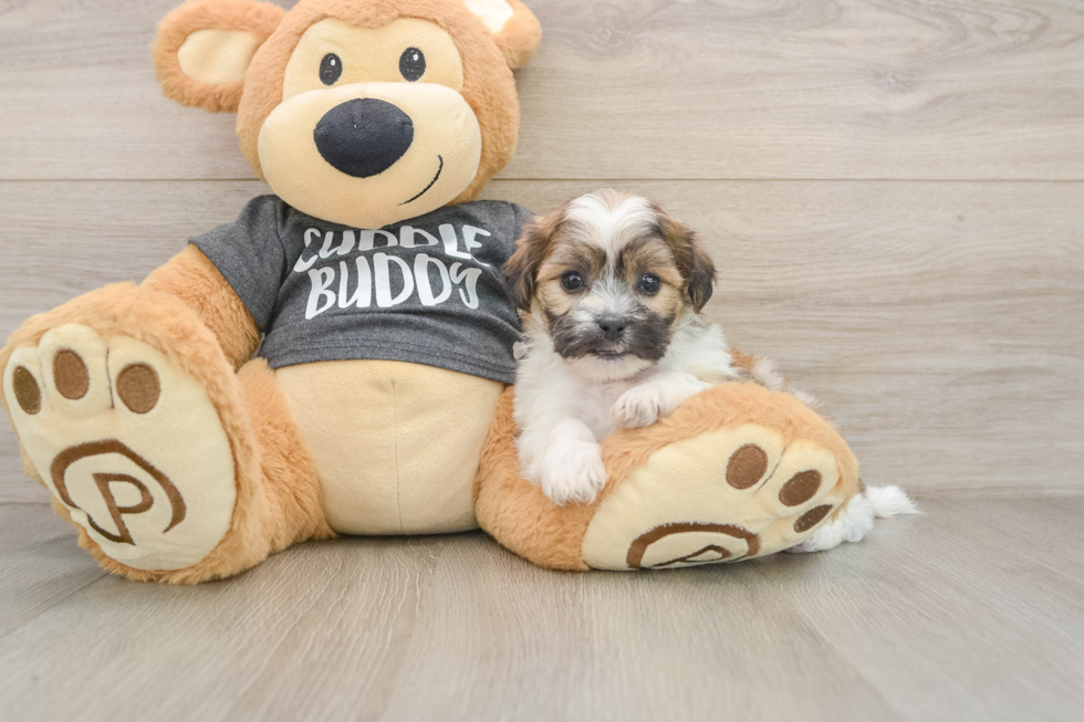 Adorable Shichon Designer Puppy