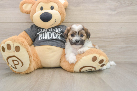 Adorable Shichon Designer Puppy