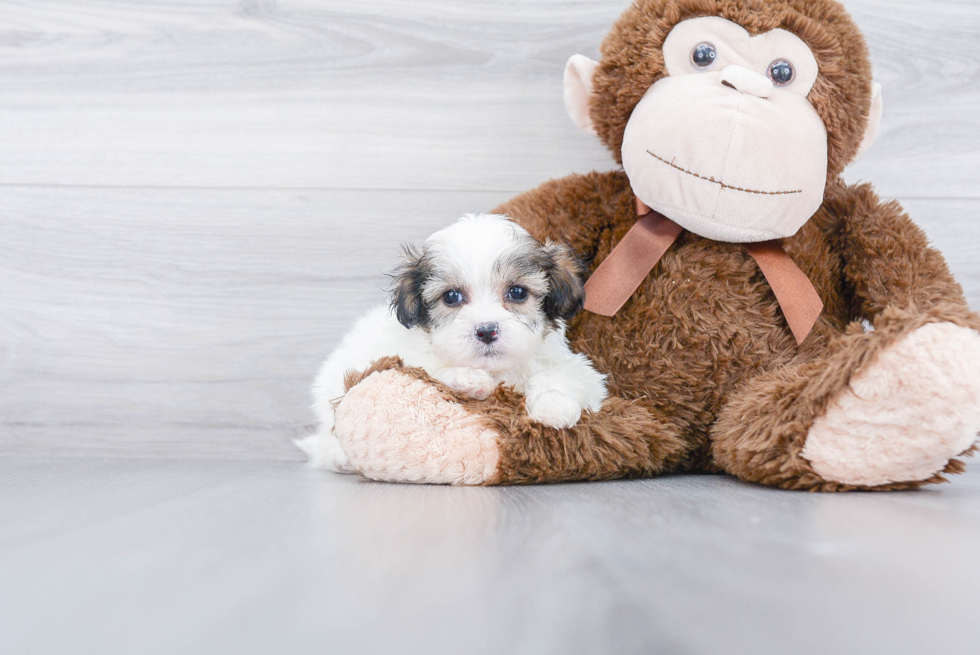 Fluffy Teddy Bear Designer Pup