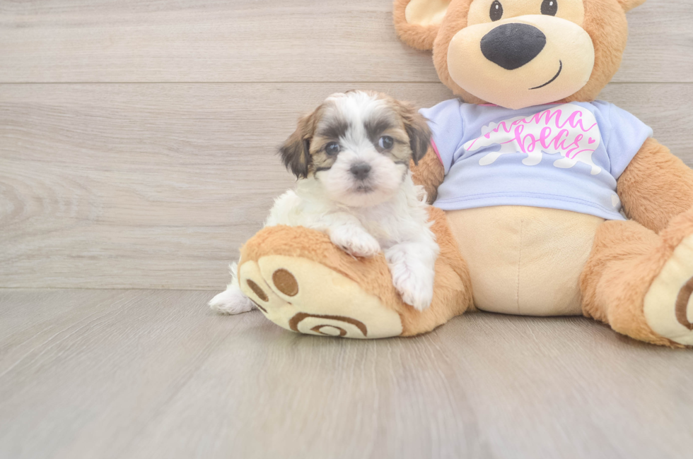 5 week old Teddy Bear Puppy For Sale - Premier Pups