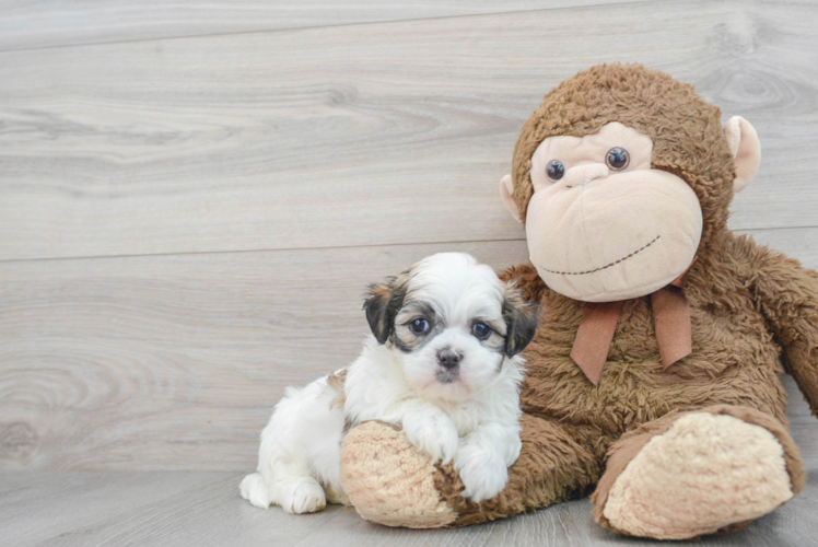 Teddy Bear Pup Being Cute