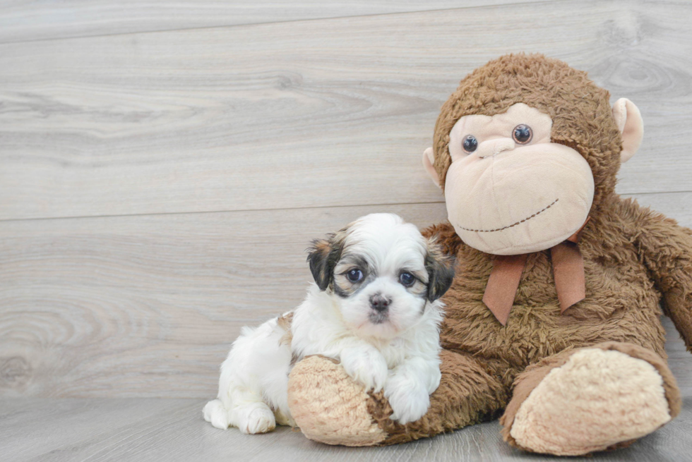 Teddy Bear Pup Being Cute