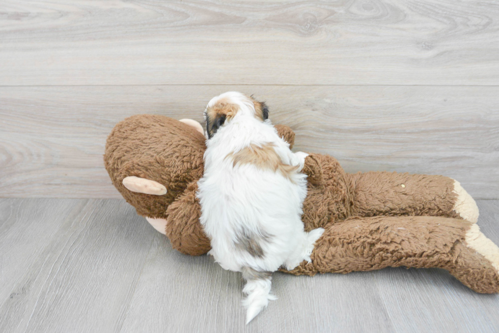 Smart Teddy Bear Designer Pup