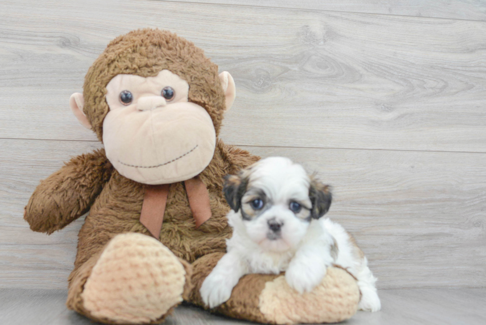 Petite Teddy Bear Designer Pup