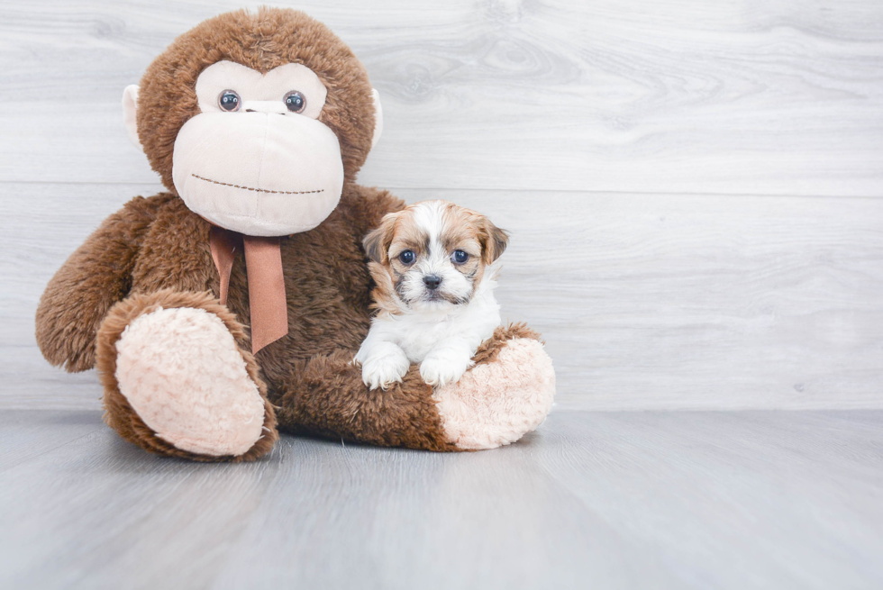 Fluffy Teddy Bear Designer Pup