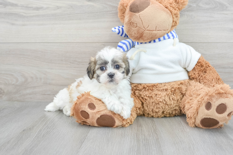 Teddy Bear Pup Being Cute