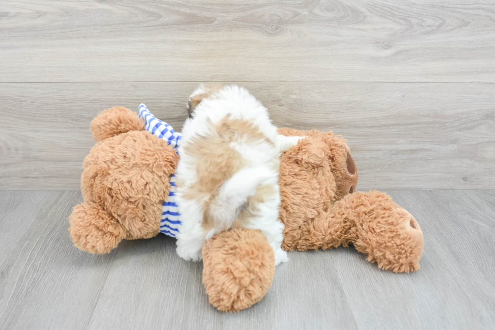 Playful Shit Designer Puppy