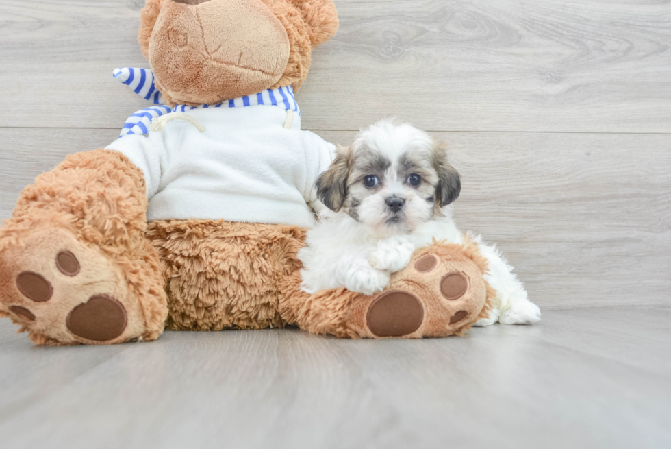 Teddy Bear Puppy for Adoption