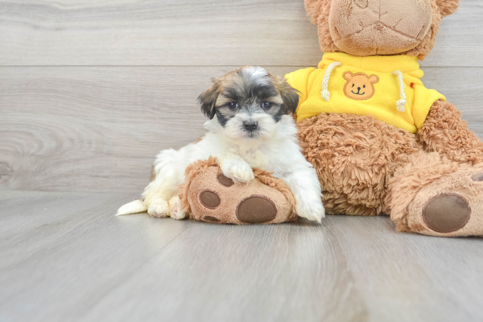 Teddy Bear Puppy for Adoption