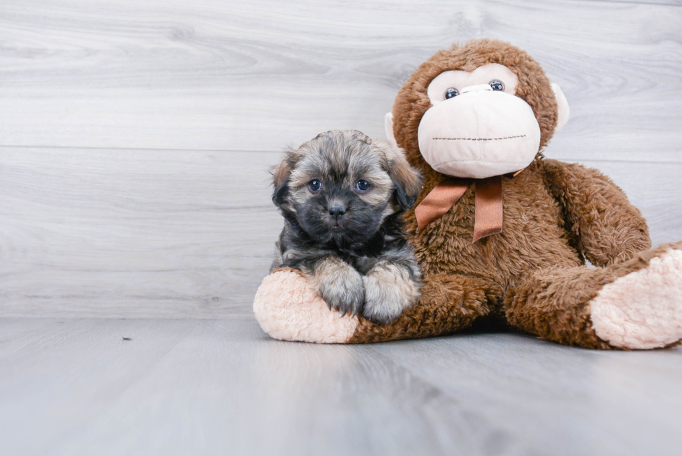 Smart Teddy Bear Designer Pup