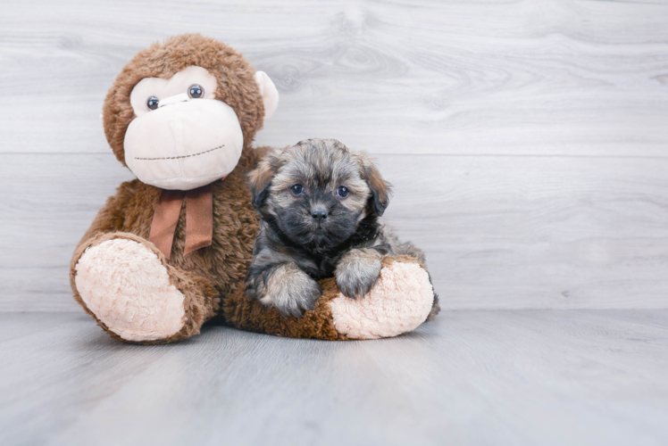 Teddy Bear Pup Being Cute