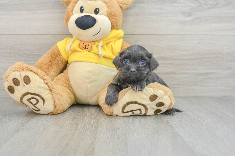 6 week old Teddy Bear Puppy For Sale - Premier Pups