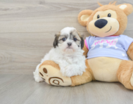 8 week old Teddy Bear Puppy For Sale - Premier Pups