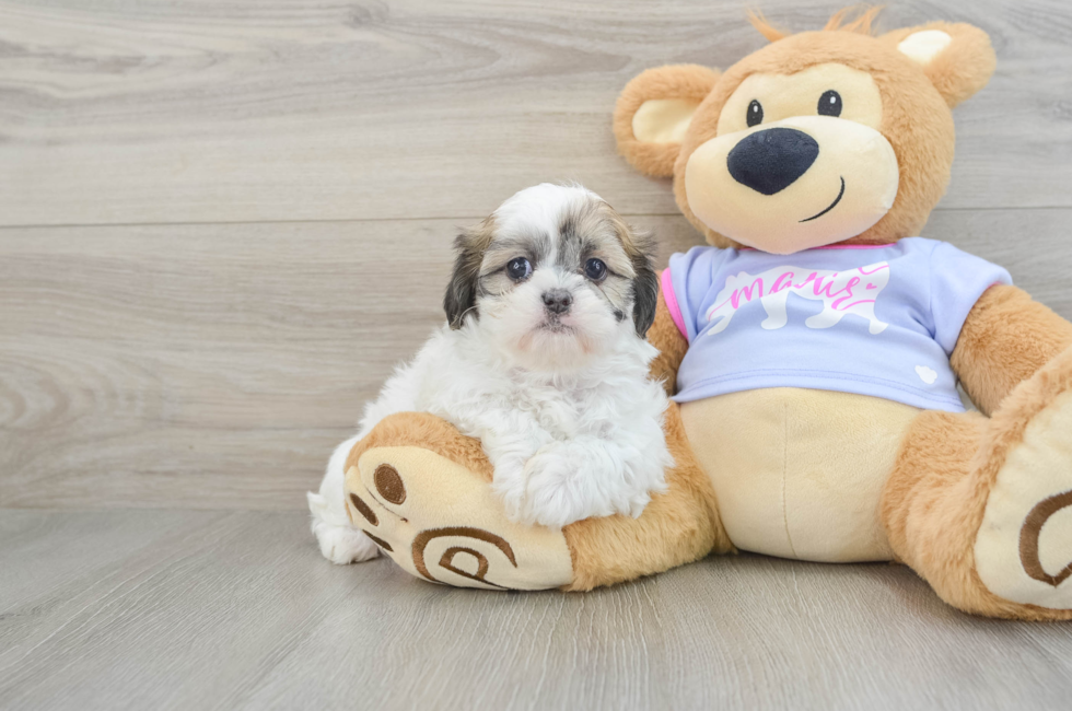 7 week old Teddy Bear Puppy For Sale - Premier Pups