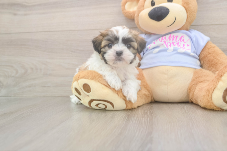 Little Shi Chon Designer Puppy